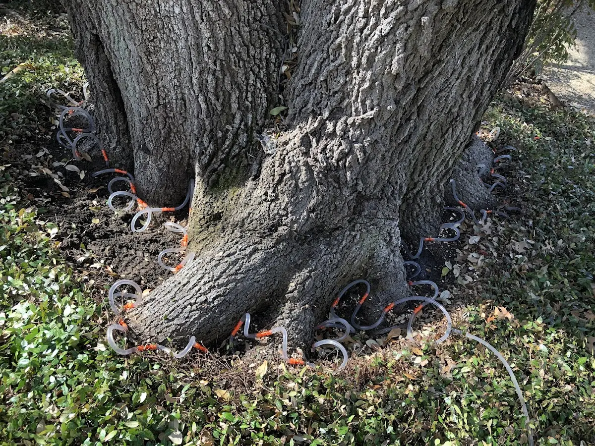 Detailed Tree Cabling and Bracing job site in Riverview